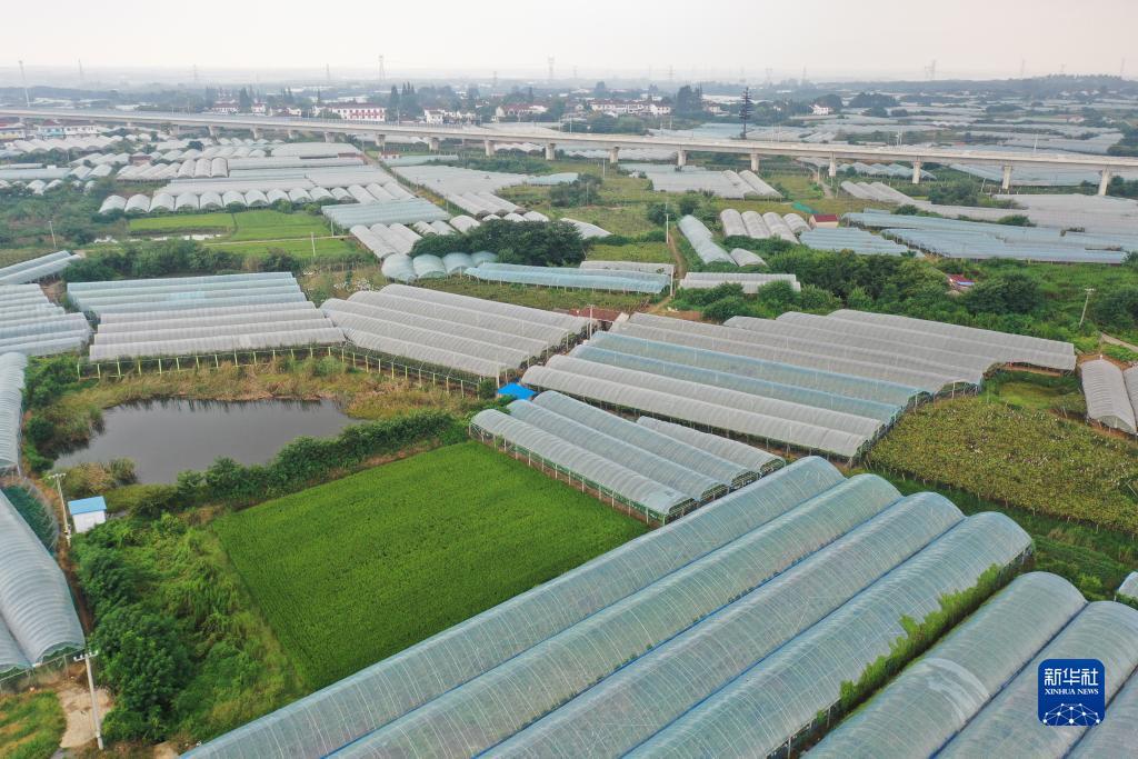 鸿运高手榜